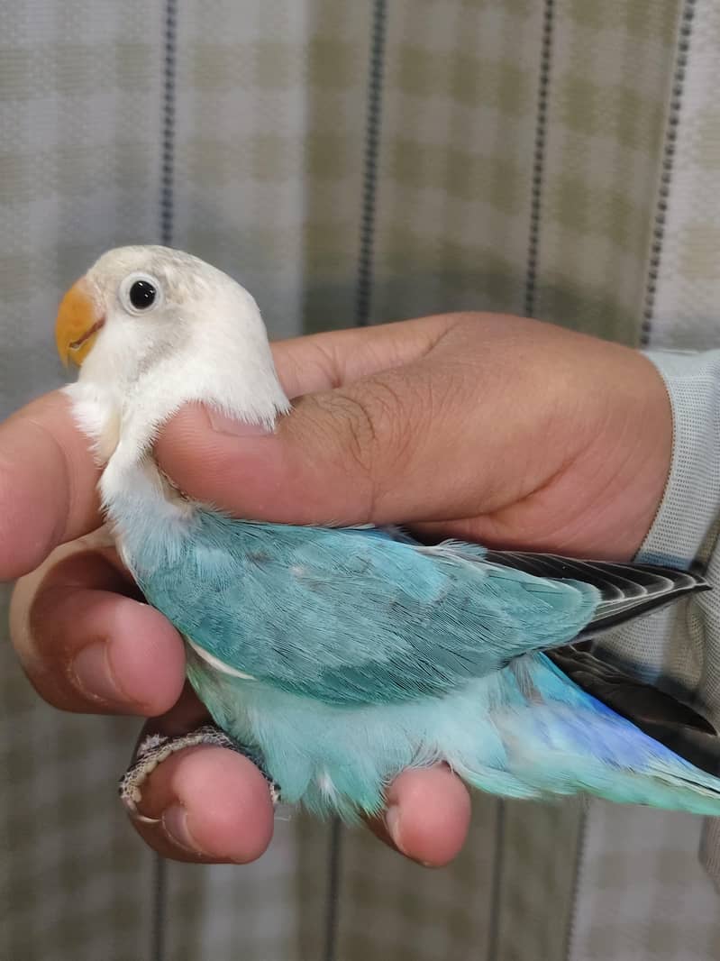 Possible split pale fallow chicks 1