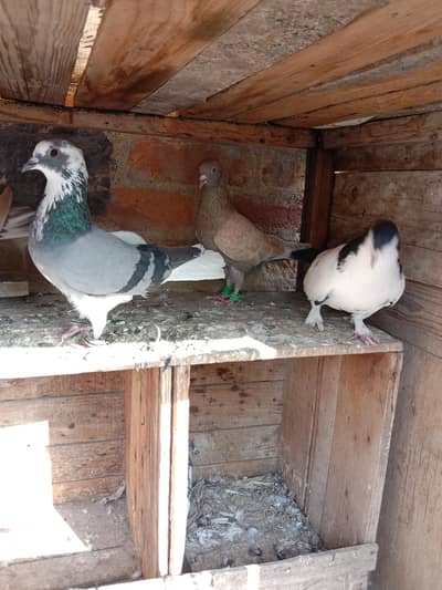 Greebaaz / Pattie vale / Gola Fance mix pigeons