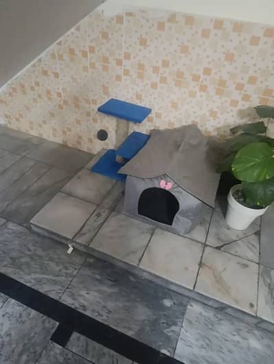 Persian cat for sale