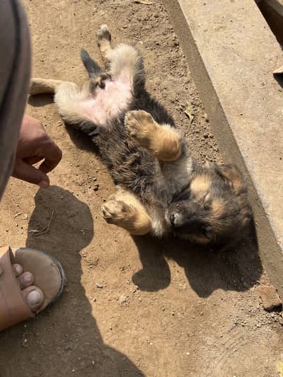 Dogs mail end fimail