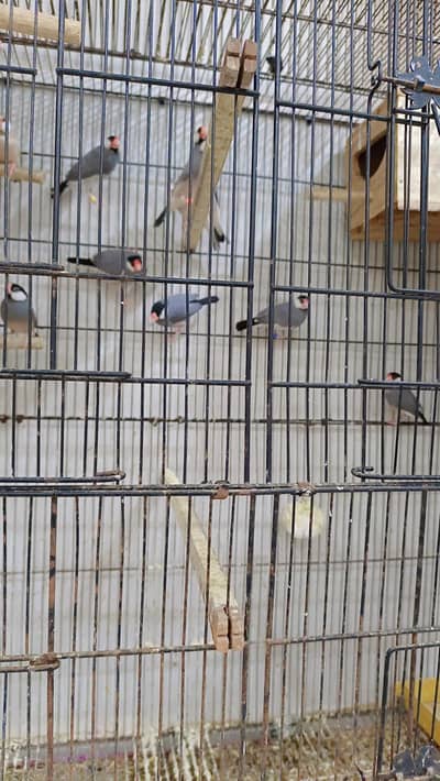 Java Breeding Setup for sale