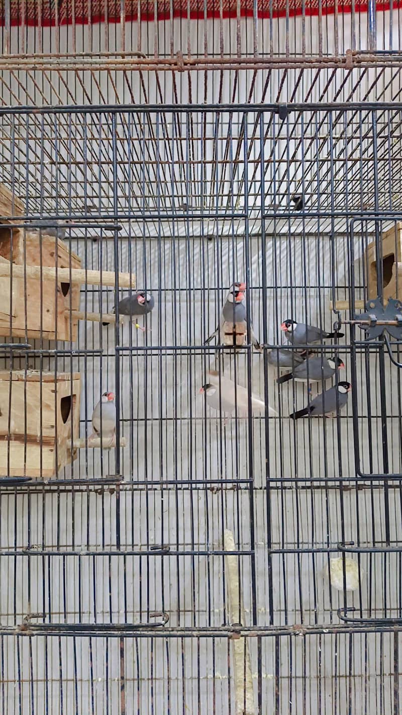 Java Breeding Setup for sale 1