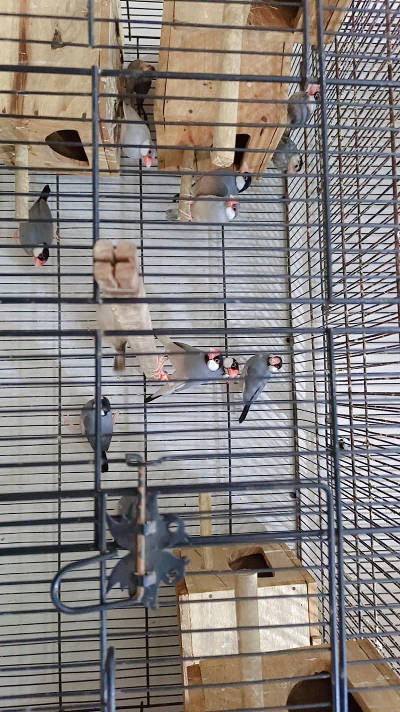 Java Breeding Setup for sale 4