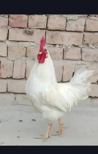 white shiny rooster