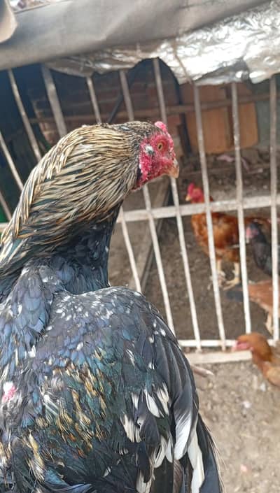 3 females 2 male 3 chuzy