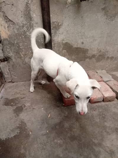 Labrador pointer cross