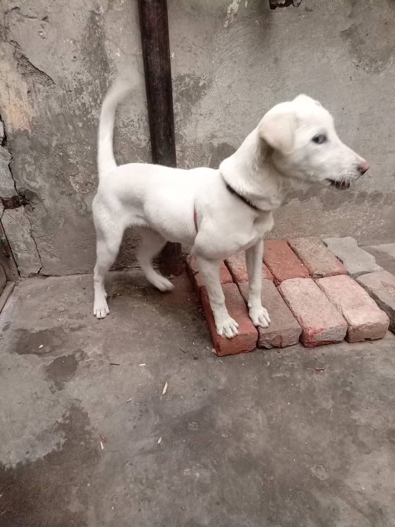 Labrador pointer cross 1