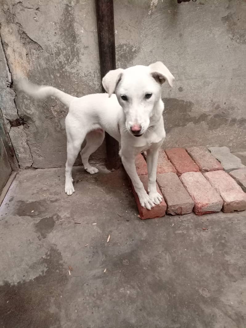 Labrador pointer cross 2
