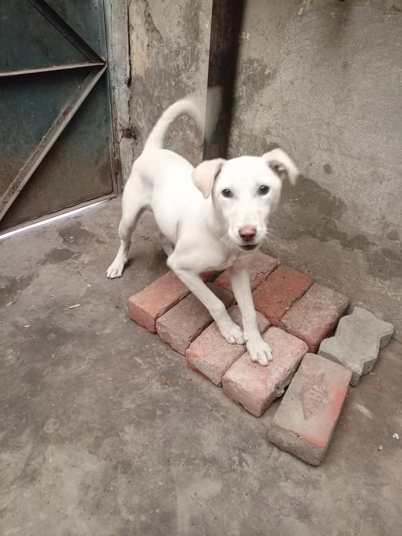 Labrador pointer cross 3