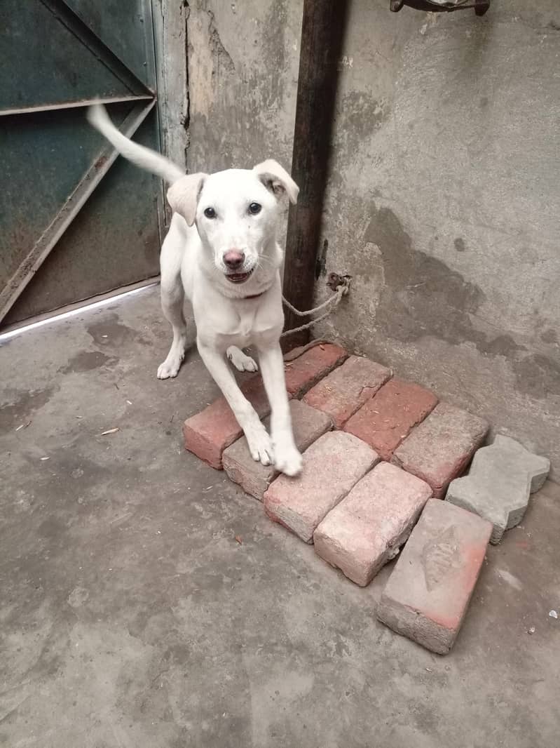 Labrador pointer cross 4