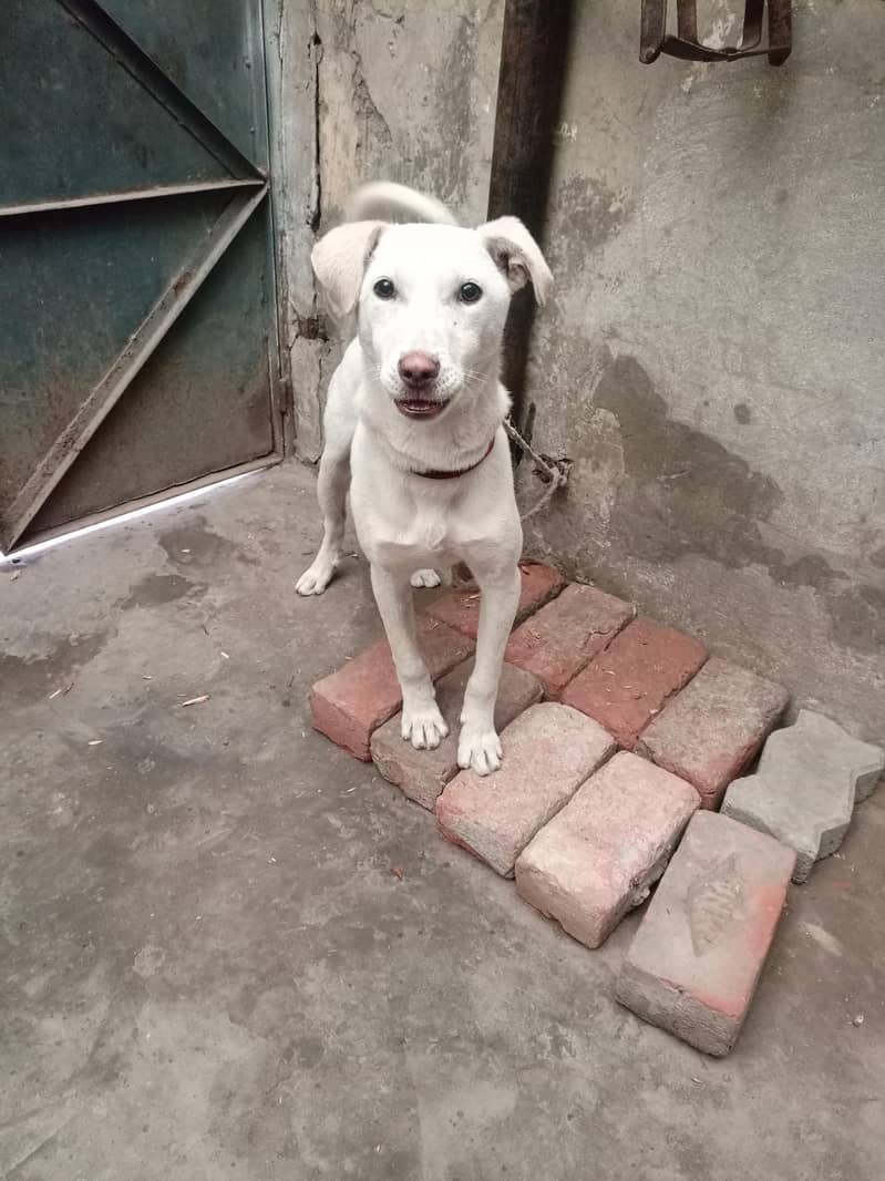 Labrador pointer cross 5