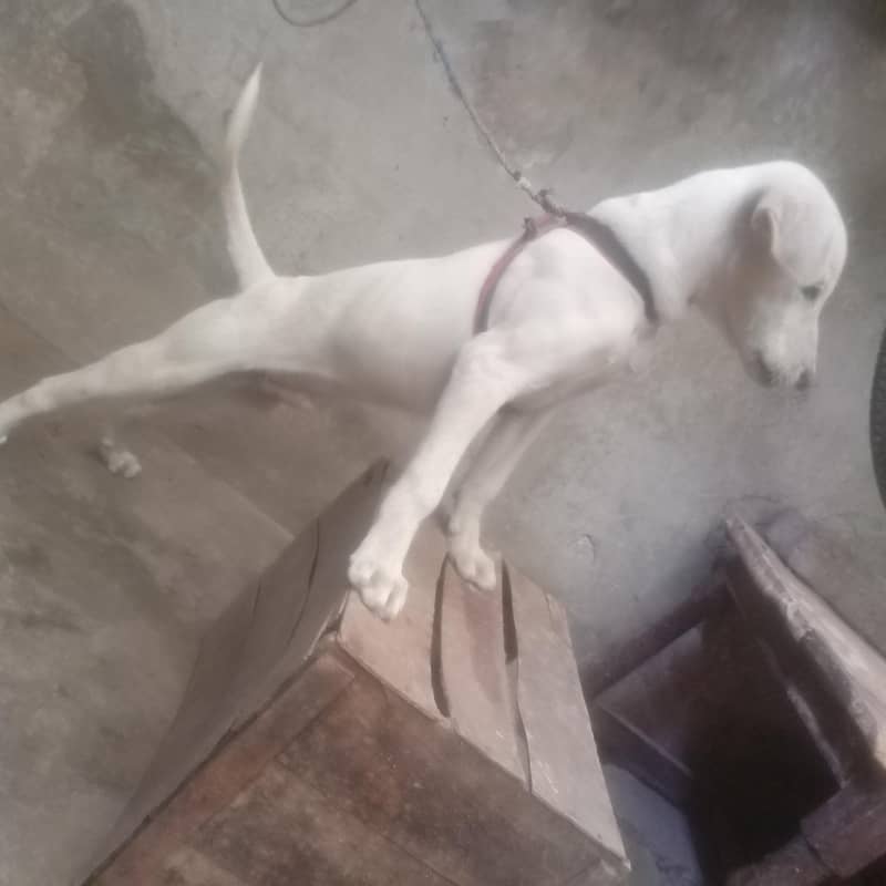 Labrador pointer cross 6