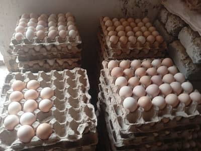 Dasi Eggs ( Golden mesri)  1 Panti