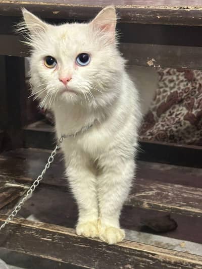 Persian cate white mail