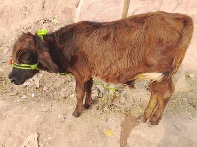 Sahiwal bachra 5 months