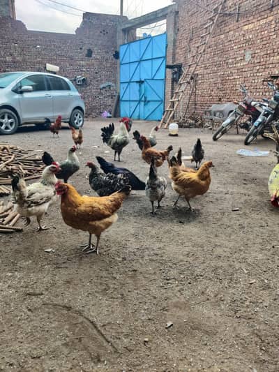 18 Misri hens pure 30000