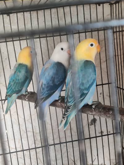 Top Quality Opalines and Fisheries