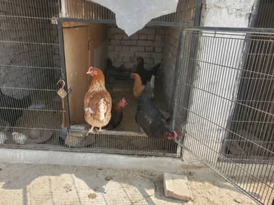 Golden Misri For Sell