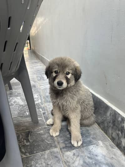 KANGAL DOGS FOR SALE