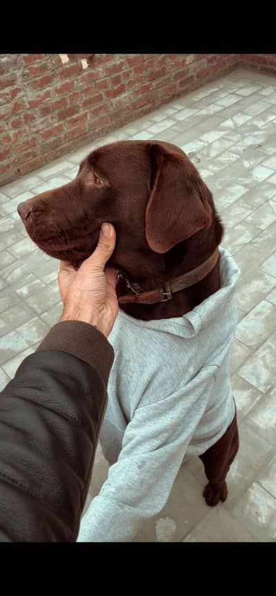 British breed Labrador