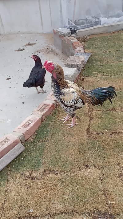 Aseel Breeder and Layer Pair