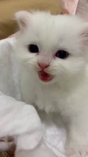 White female kittens available for sale If any body interested contact