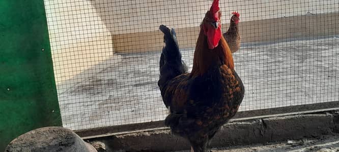 golden Misri murga for sale