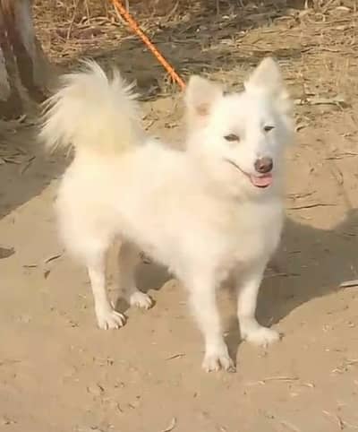 Russian pink nose male dog for sale