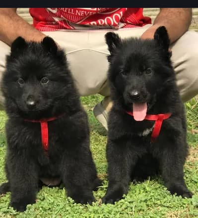German Shepherd long , double coat puppies for sale