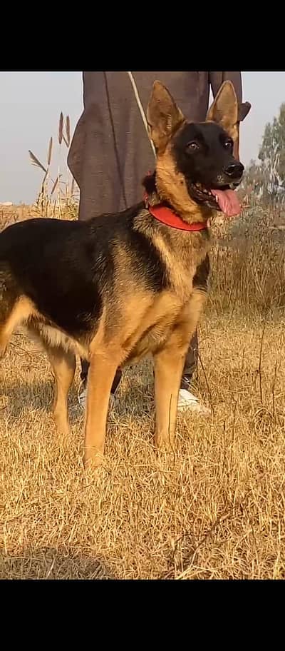 German Shepherd stock coat male dog for sale