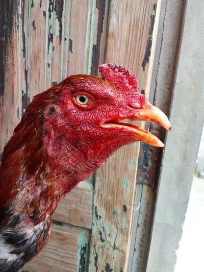 Lakha kamalian murga . . . . .