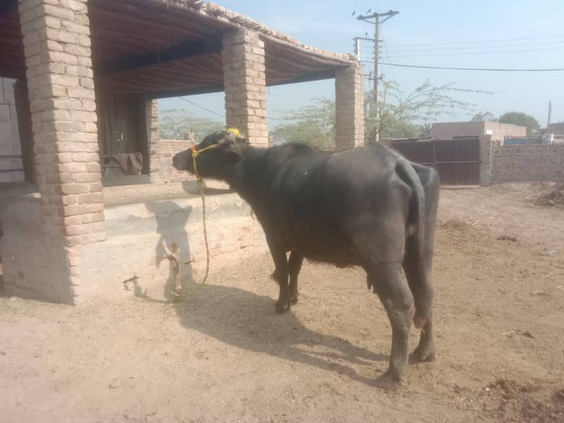 بھینس فور سیل 0