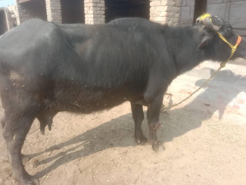 بھینس فور سیل 1