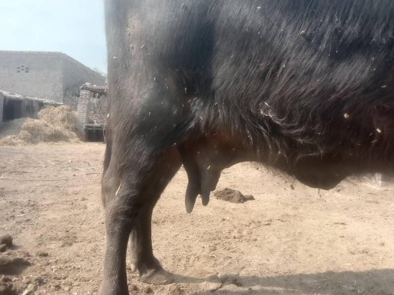 بھینس فور سیل 2