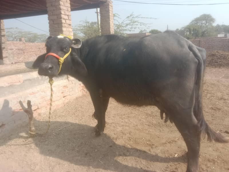 بھینس فور سیل 3