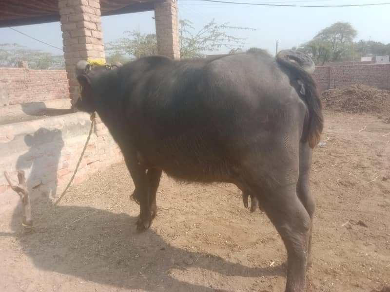 بھینس فور سیل 4