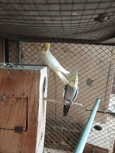 cocktail breeder pair available common white female and black male