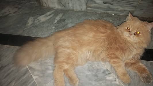 Persian Tripple Coated Male Cat