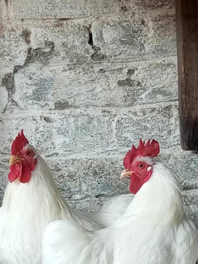 Bantam for Sale (Only Male Available)