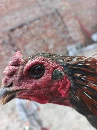 pure dregon patha and pathi ready to bread% pure