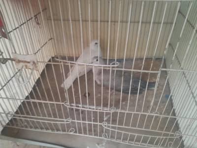 white and brown  dove pair