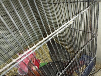 misri anday wali murgi or murga