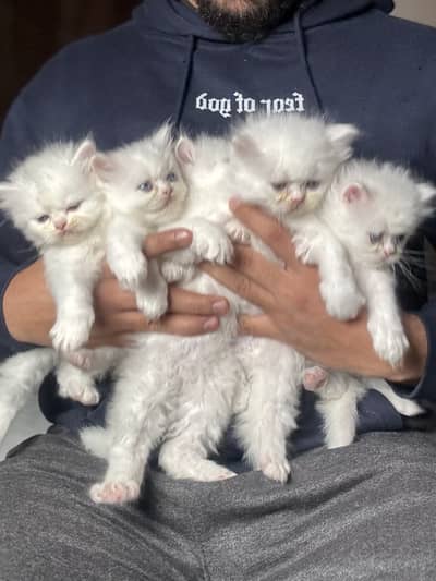 High Quality Persian Punch Face Kitten