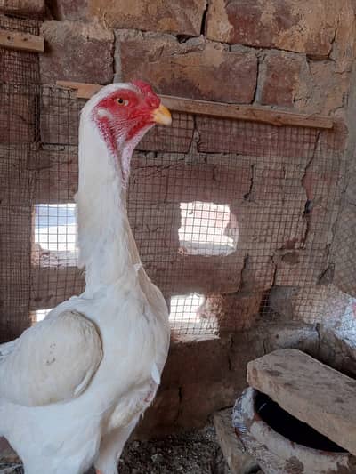 White shamoo pair 03262694356