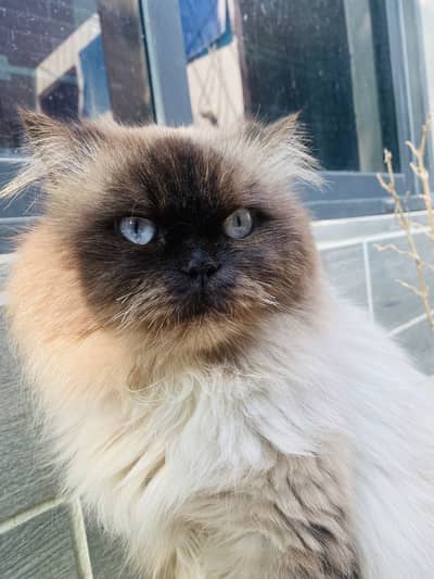 Skin Persian Cat |Persian |triple shaded cat |Triple Coat |cute cat
