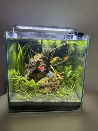 Planted Aquarium with Fishes complete