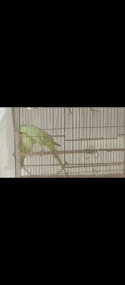 Ringnick confirm king size breeder visual split pair