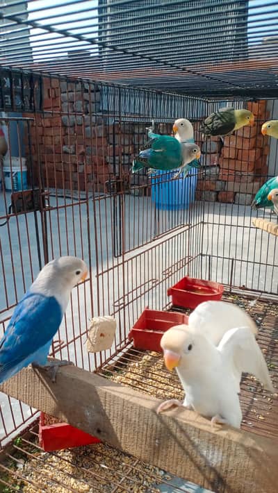 love birds for sale Beautiful blue opaline/ parblue/ blue Fisher/albin