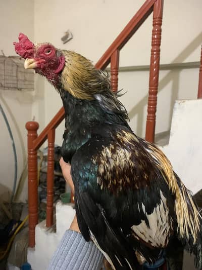 Aseel murgha for sale