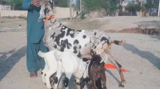 3 bacchon wali bakri for sale call me_"0303+3477978